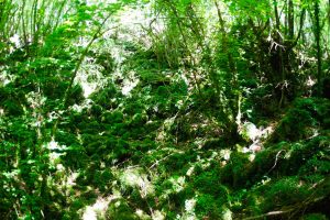 La riserva naturale regionale Selva del Lamone