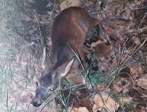Tuscania - Piccolo capriolo ferito trovato sulla Tuscanese