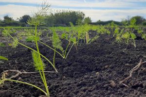 Tarquinia - Donate 1700 piantine da orto alla sezione di agraria dell'istituto Cardarelli