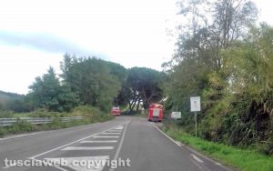 Bagnoregio - Rami pericolanti sulla Umbro Casentinese - L'intervento dei vigili del fuoco