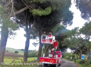 Bagnoregio - Rami pericolanti sulla Umbro Casentinese - L'intervento dei vigili del fuoco