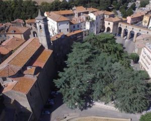 Farnese - Cedri monumentali abbattuti