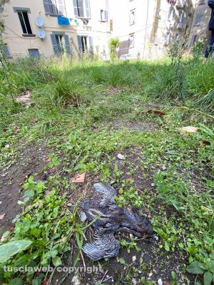 Il degrado nel giardino pubblico 