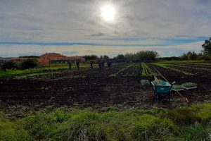 Tarquinia - Donate 1700 piantine da orto alla sezione di agraria dell'istituto Cardarelli
