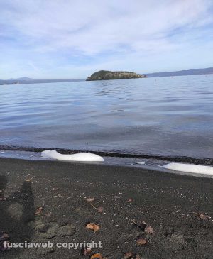 Bolsena - Sversamento nel lago di Bolsena