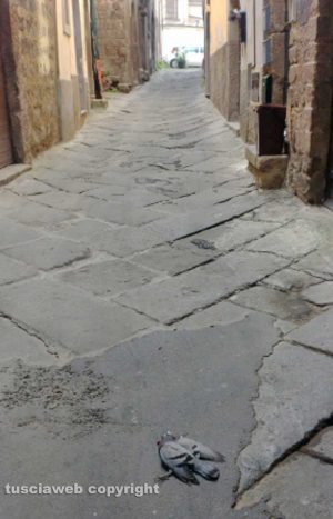 Viterbo - Degrado in centro