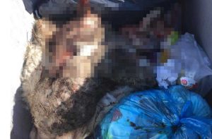 Viterbo - isola di prossimità in strada Montigliano - Carcasse di animali