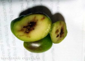  Olive colpite dalla mosca olearia