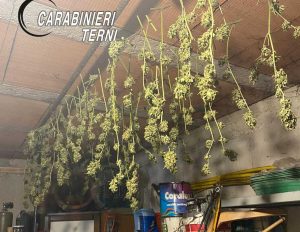 Terni - Piante di marijuana sequestrate