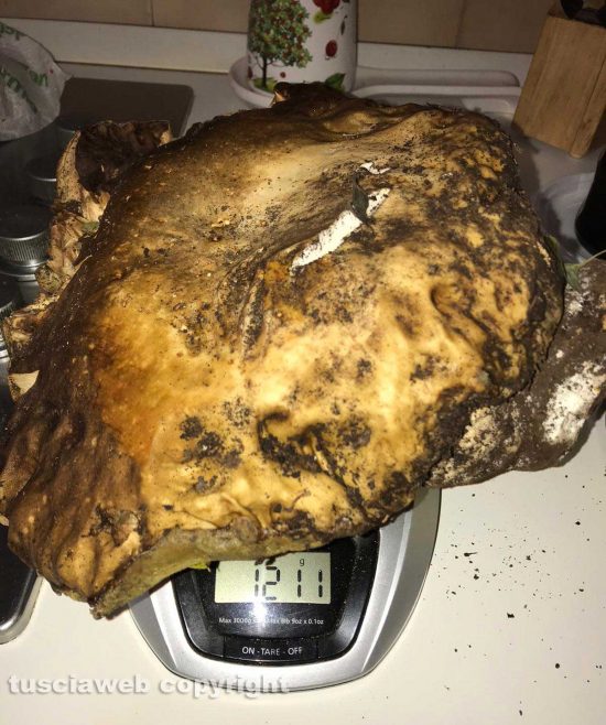 Valentano - I porcini giganti raccolti da Sante Saraconi
