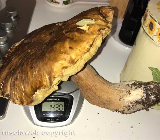 Valentano - I porcini giganti raccolti da Sante Saraconi