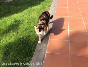 La gattina che potrebbe essersi smarrita 