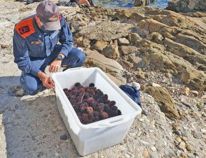 I ricci di mare sequestrati