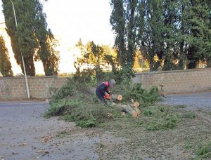 Acquapendente - Albero cade a campo Boario