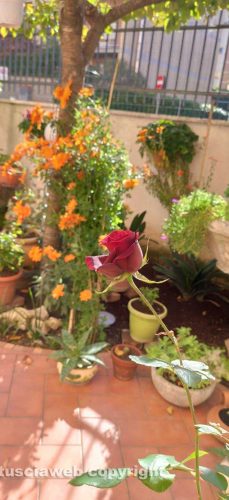 I fiori del giardino di Daniele De Rosa