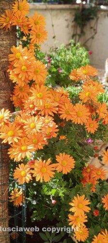 I fiori del giardino di Daniele De Rosa