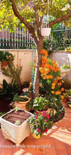 I fiori del giardino di Daniele De Rosa