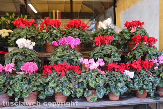 Viterbo - Fiori dei chioschi al cimitero San Lazzaro