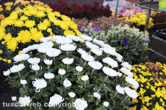 Viterbo - Fiori dei chioschi al cimitero San Lazzaro