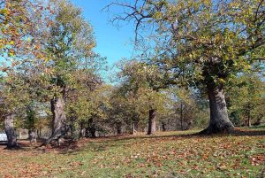 Viterbo - Parco del Colle a San Martino al Cimino