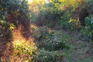 Monterosi - Riapre via Strada Cupa