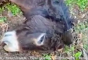 L'asina di Andrea Lo Cicero uccisa da un cacciatore
