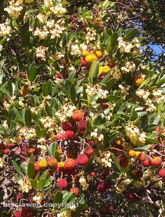 Quadretto d'autunno... corbezzolo con fiori e frutti maturi e in via di maturazione