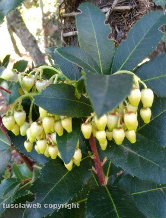 Quadretto d'autunno... corbezzolo con fiori e frutti maturi e in via di maturazione