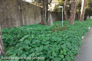 Viterbo - Incuria in viale Raniero Capocci