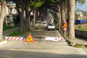 Montalto di Castro - La potatura degli alberi in viale dei Pini