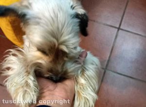 Cagnolina smarrita