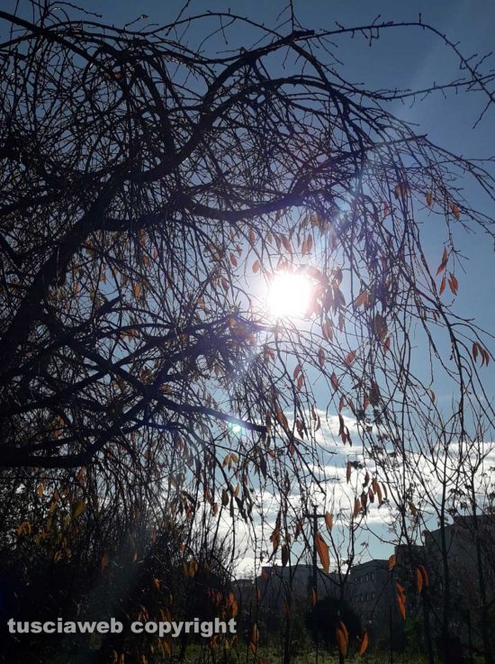 Il sole tra i rami di un albero 