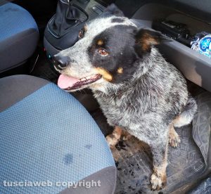 Monte Romano - Il cane trovato dalla polizia