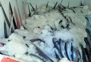 Gli esemplari di pesce spada sequestrati dalla guardia costiera