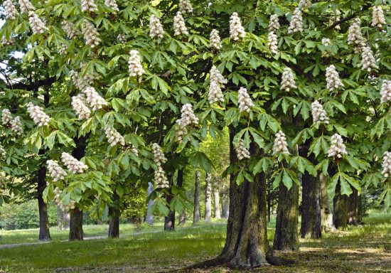 Alberi di castagno
