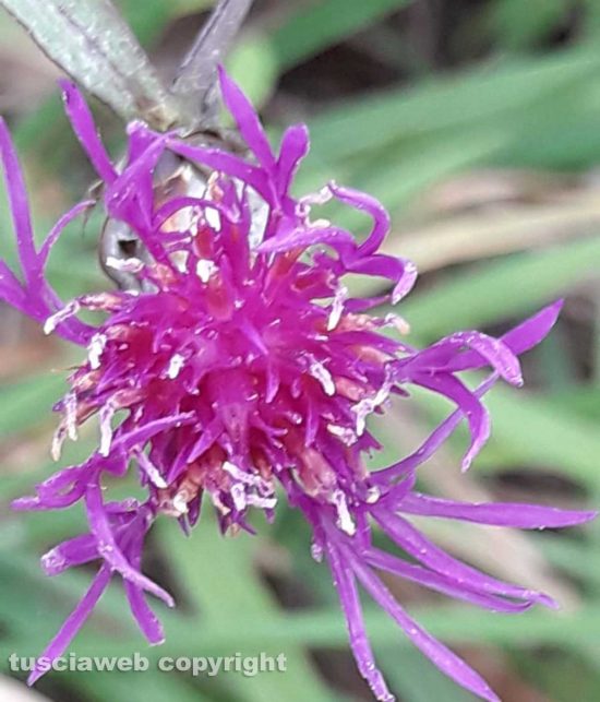 Fiori autunnali