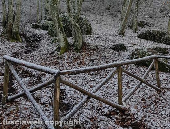 Neve sulla faggeta