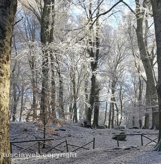 Neve sulla faggeta