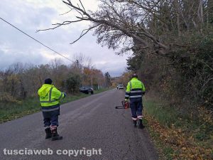 Montefiascone - L'albero pericolante in via del Lago - L'intervento della protezione civile
