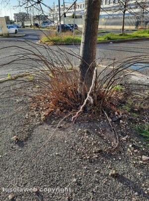 Viterbo - Buche, erba alta e incuria in zona Riello