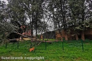 Viterbo - L'albero caduto in via Corrado Alvaro
