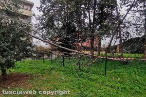 Viterbo - L'albero caduto in via Corrado Alvaro