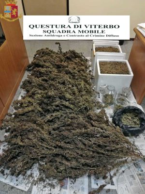 Viterbo - Polizia - La droga sequestrata
