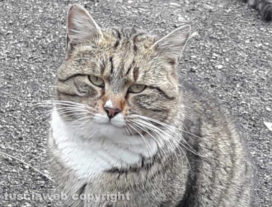 Il gatto Macchietta