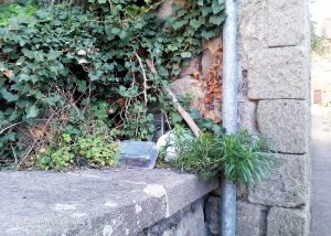Viterbo - Incuria all'ex-lavatoio di via Signorelli