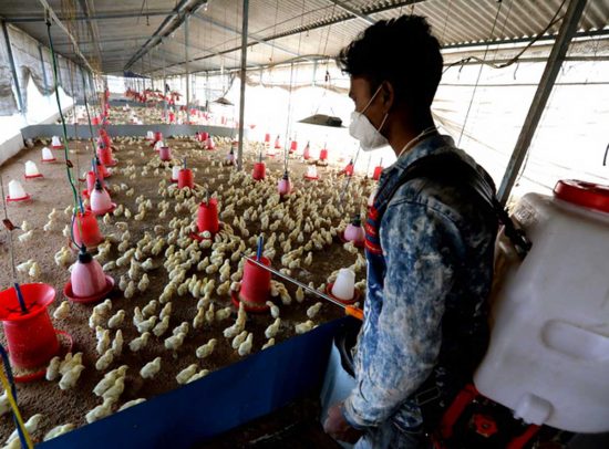 Influenza aviaria in India
