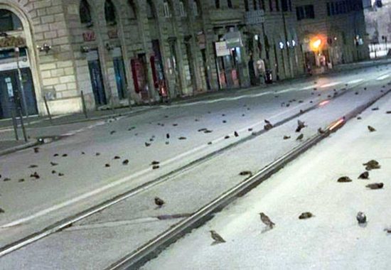 Roma - Strage di uccelli per i fuochi d'artificio