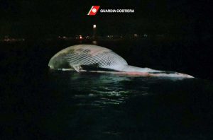 Guardia costiera - La carcassa della balenottera nel porto di Sorrento