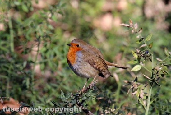 Un pettirosso