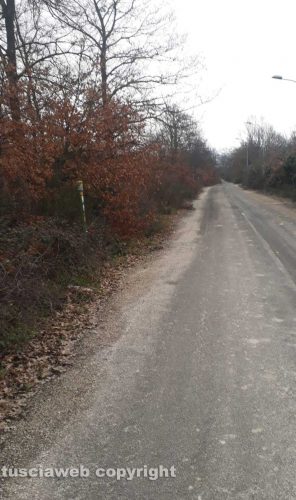 Fabrica di Roma - Bosco in località Quartaccio